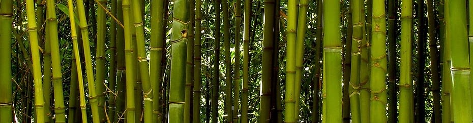 Bambus-Bæredygtig-tekstil