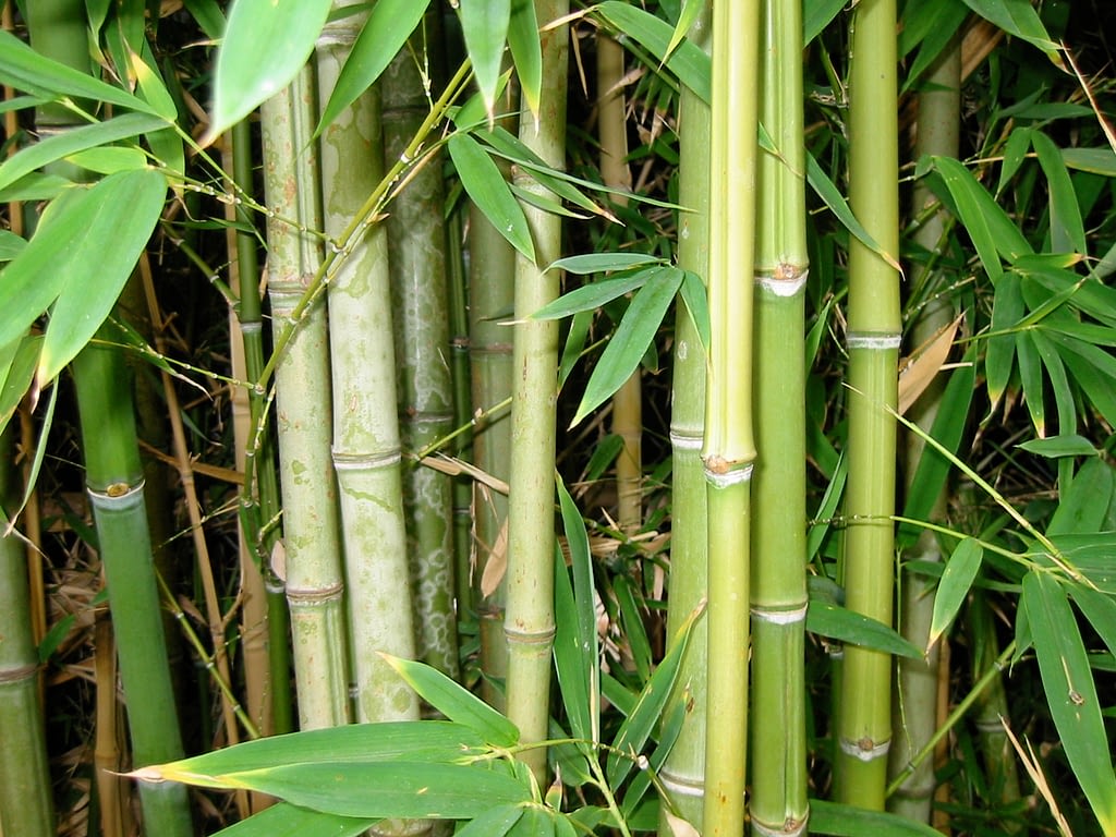 Bæredygtigt tøj af bambus
